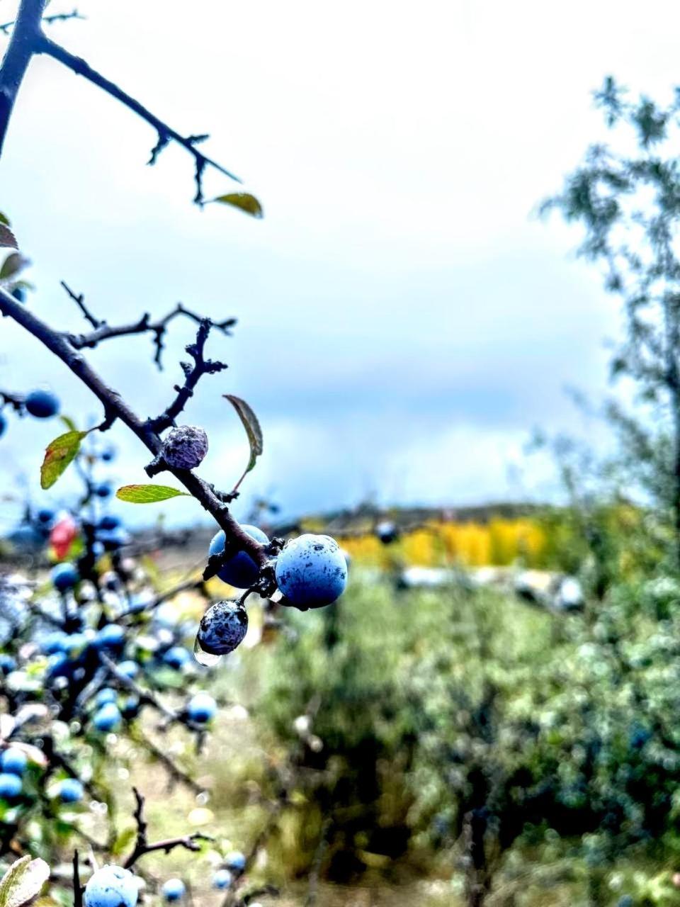 Alojamiento Rural Los Gancheros تراجاسيتي المظهر الخارجي الصورة